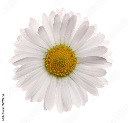 Daisy flower in spring isolated on white background, clipping path