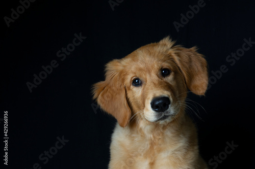 Cute golden retriver puppy tilting hid head - portrait