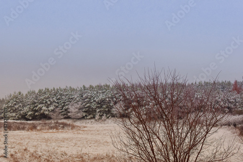 Wallpaper Mural trees in winter Torontodigital.ca
