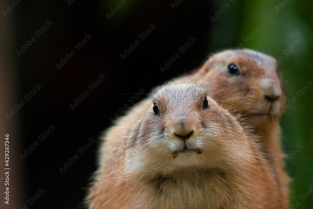 Black-tajled prairie dog living with family Black-tajled prairie dog living with family