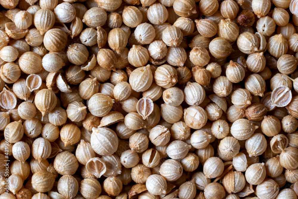 Pile of dry coriander seed close up Pile of dry coriander seed close up