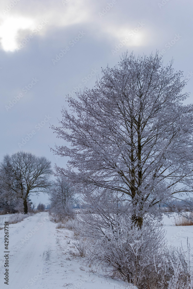 trees in the snow trees in the snow