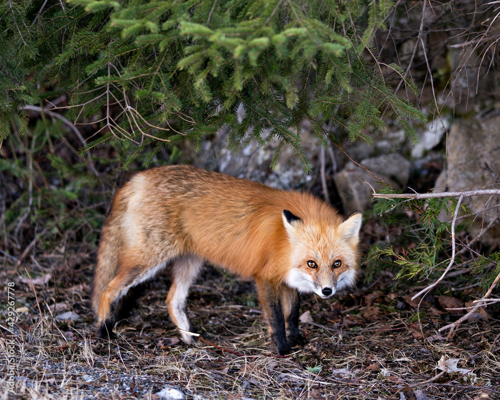 Obraz premium Red Fox Photo Stock. Fox Image. Close-up looking at camera in the spring season with coniferous trees and rock background in its environment and habitat. Picture. Portrait.