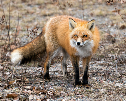Red Fox Photo Stock. Fox Image. Close-up  looking at camera in the spring season with blur spring foliage background in its environment and habitat. Picture. Portrait. ©  Aline