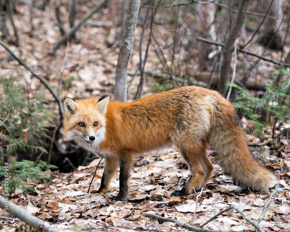 Red Fox Photo Stock. Fox Image. Close-up side view  in the spring season with blur forest background in its environment and habitat displaying bushy tail, fur. Picture. Portrait.