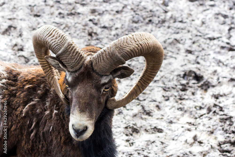Portrait of a ram. Animal with horns.