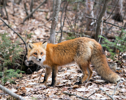 Red Fox Photo Stock. Fox Image. Close-up side view  in the spring season with blur forest background in its environment and habitat displaying bushy tail, fur. Picture. Portrait.