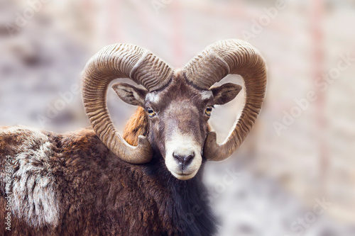 Portrait of a ram. Animal with horns. © OLGA RA