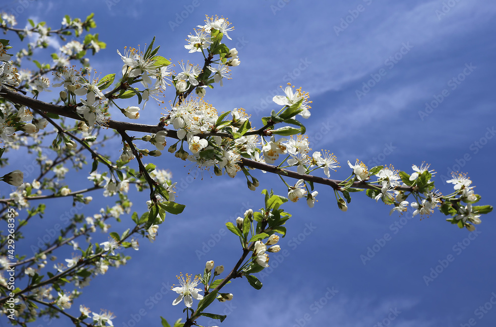 Blooming branches of apple tree on blue sky Blooming branches of apple tree on blue sky