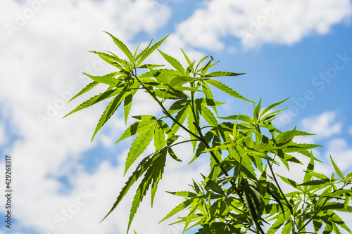 Cannabis or marijuana leaves against the blue sky and white clouds