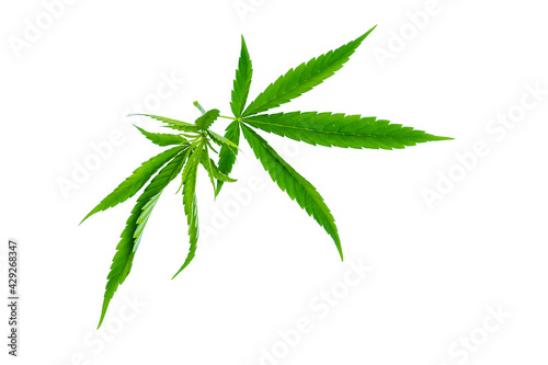 Green cannabis leaves isolated on white background. Marijuana leaves on white