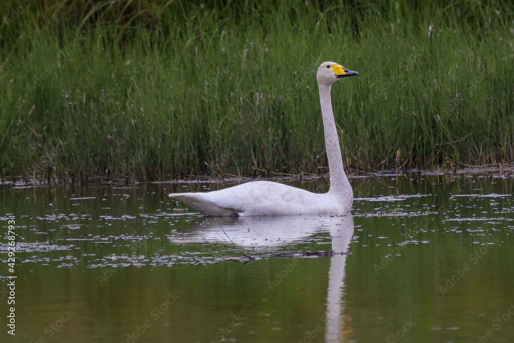 Whooper swan on the lake. Whooper swan on the lake.