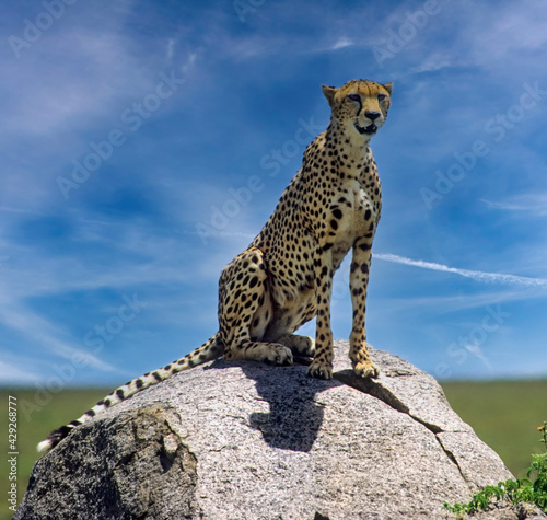 Cheetah on kopje