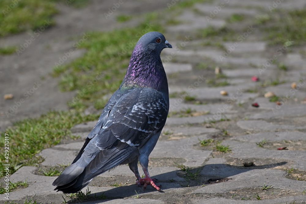 Common pigeon, bird, park, carrier pigeon, rock pigeon, city pigeon, domestic pigeon Common pigeon, bird, park, carrier pigeon, rock pigeon, city pigeon, domestic pigeon