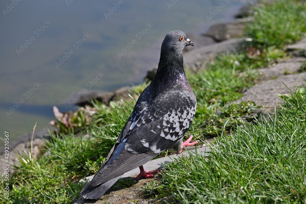 Obraz premium Common pigeon, bird, park, carrier pigeon, rock pigeon, city pigeon, domestic pigeon