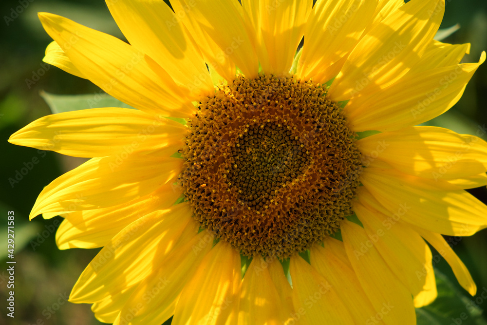 Single sunflower flower on a blurred background, close-up. Single sunflower flower on a blurred background, close-up.