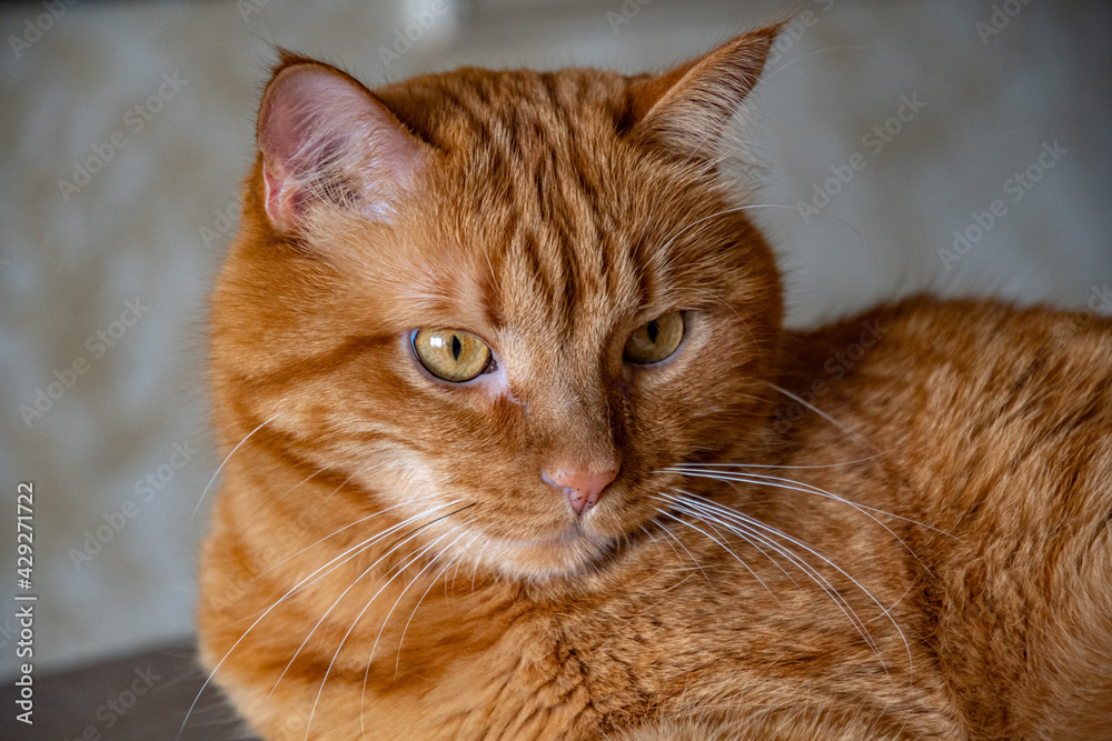 Fototapeta premium Ginger tabby cat with tiger-like stripes on head. Red cat looking side and posing proudly. Young cat head with ginger eyes and long white whiskers
