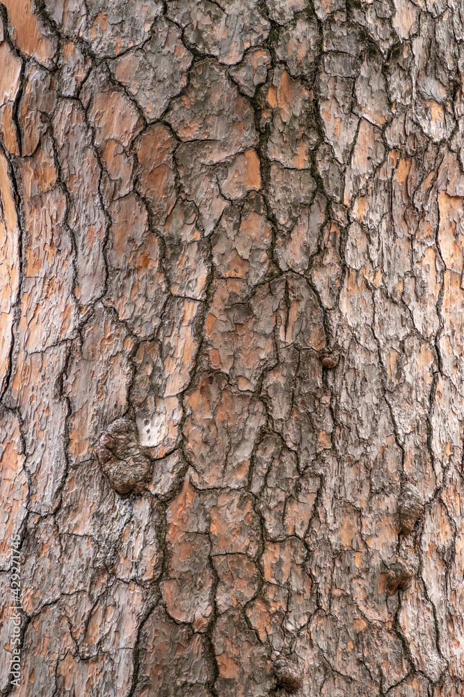 Bark of pine tree. Natural coniferous bark background Bark of pine tree. Natural coniferous bark background