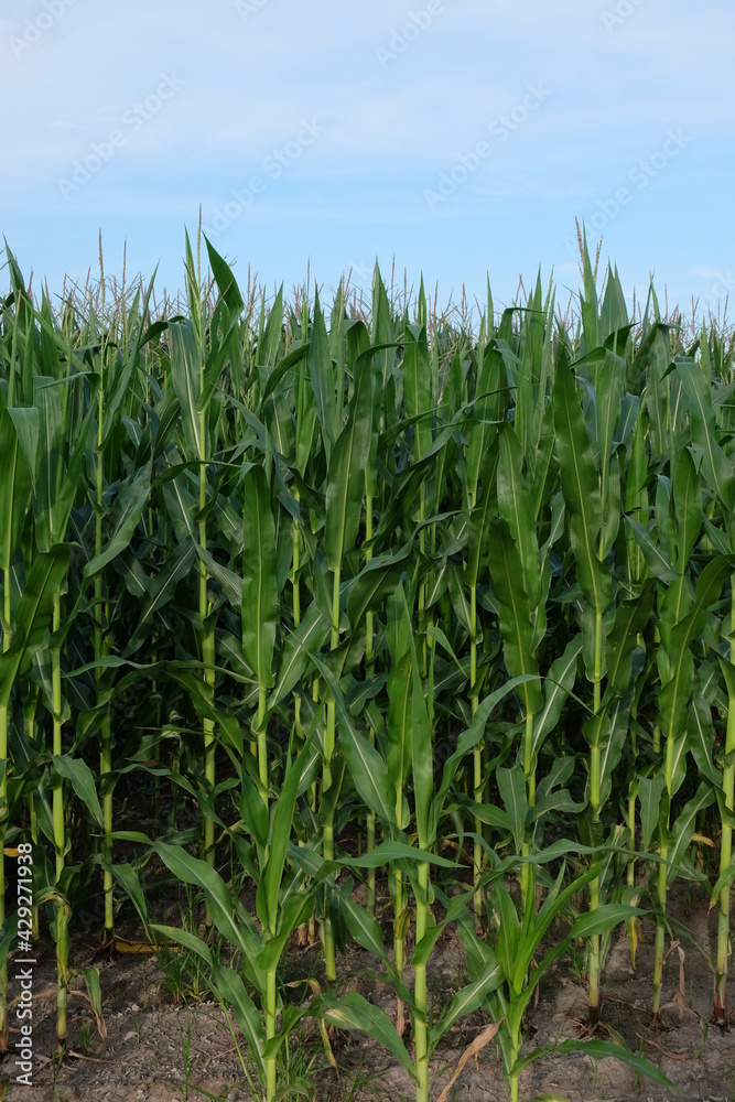 Plants of corn on a farm field under a blue sky. Agricultural landscape.
