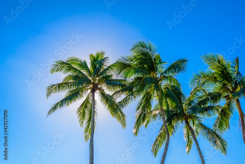 Palm tree tops against blue sky. Vacation tropical background.