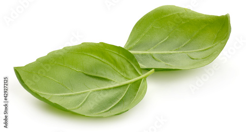 Fresh organic basil leaves, close-up, isolated on white background. High resolution image.