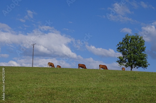 Kleine Kuhherde auf der Weide