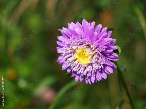 Single flower of purple chrysanthemum on a blurred background, close-up. Dew drops on flower petals.