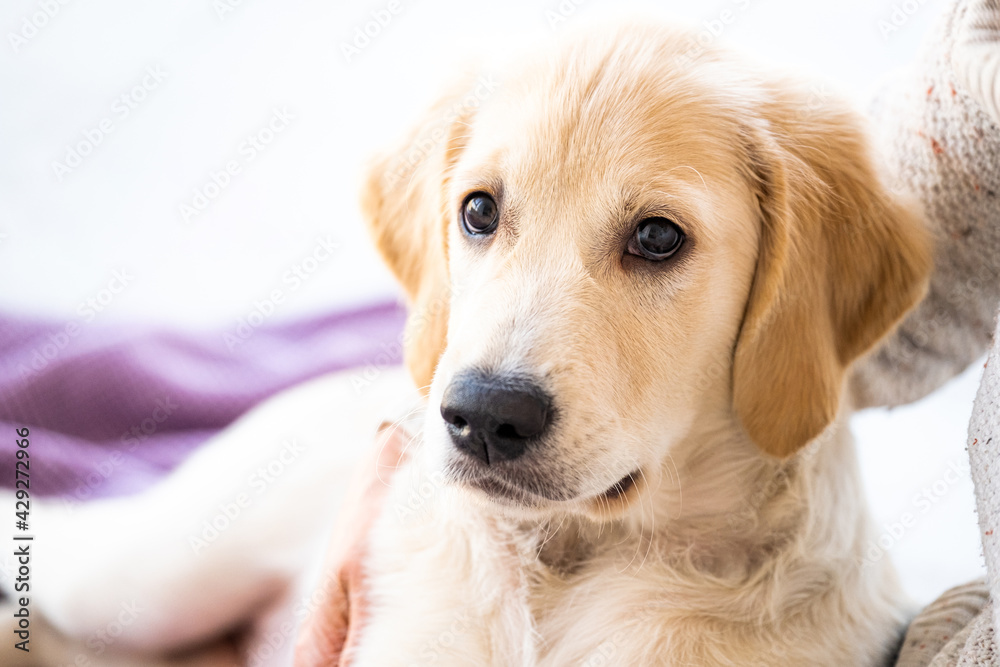 Lovely young retriever dog at home