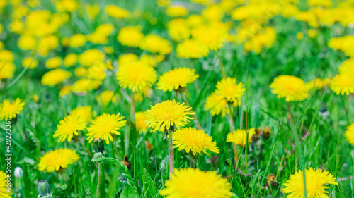 Green field with yellow dandelions. Close-up of yellow spring flowers