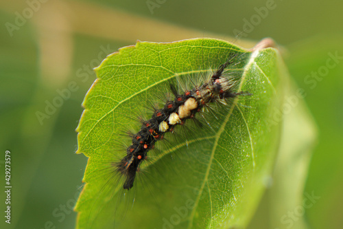 the caterpillars eat birch leaves. gluttony, insects in nature, pests in the natural environment