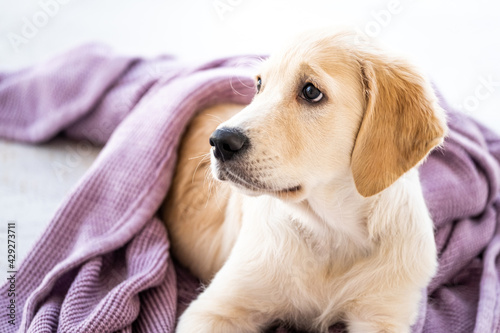 Cute golden retriever dog wrapped in bedspread on floor at home