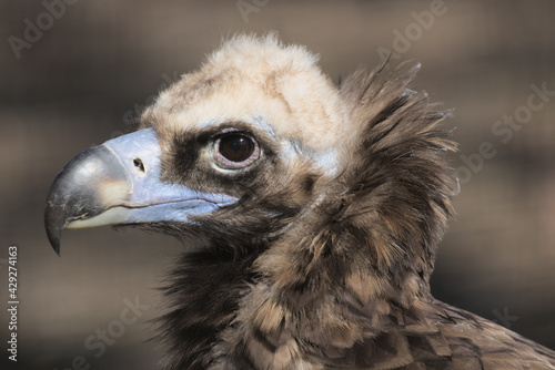 The griffon vulture close up head shot very close up showing feather and beak details. Scavengers in Africa and Middle East. Massive tricolored vulture with whitish head and neck. Wildlife.