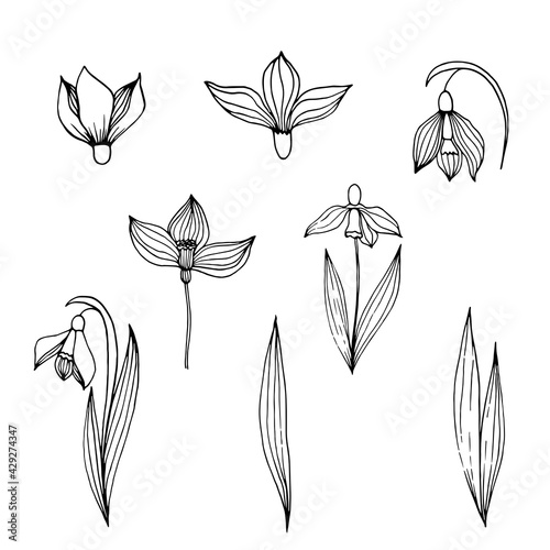 Set of hand drawn flowers snowdrops vector illustration. Doodle style drawings linear image in black isolate on white background.