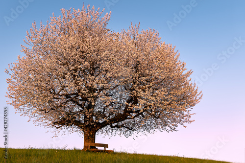 Kirschbaum in voller Blüte