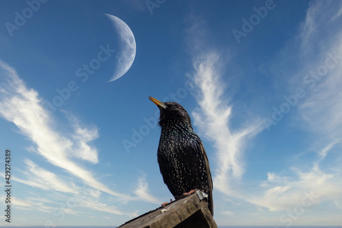 Spring arrived starlings sit on tree branches in the garden.