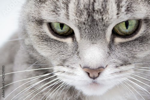 Close up of a gray furry tabby cat with green eyes and a pink nose looking into the frame