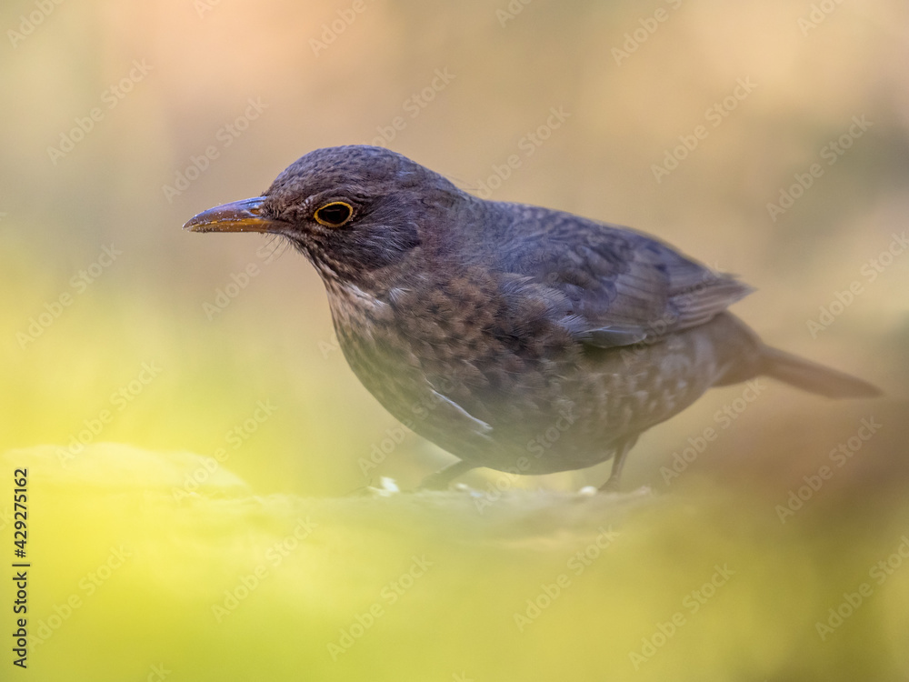 Obraz premium Common blackbird perched on ground with blurred background