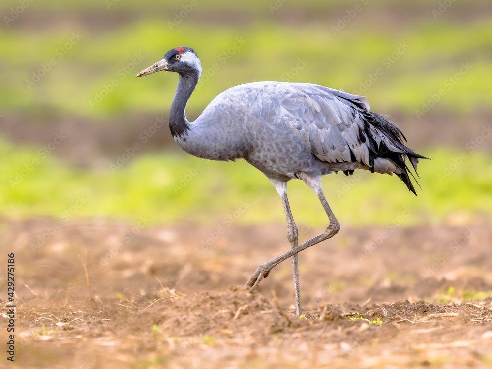 Common crane walking in agricultural field Common crane walking in agricultural field