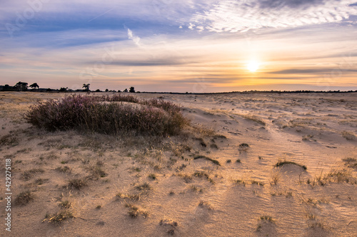 Φωτογραφία Blooming heath landscape scenery of heathland