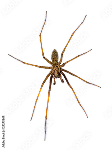 Giant house spider isolated on white background