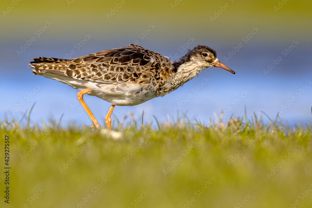 Ruff water bird feeding in grassland