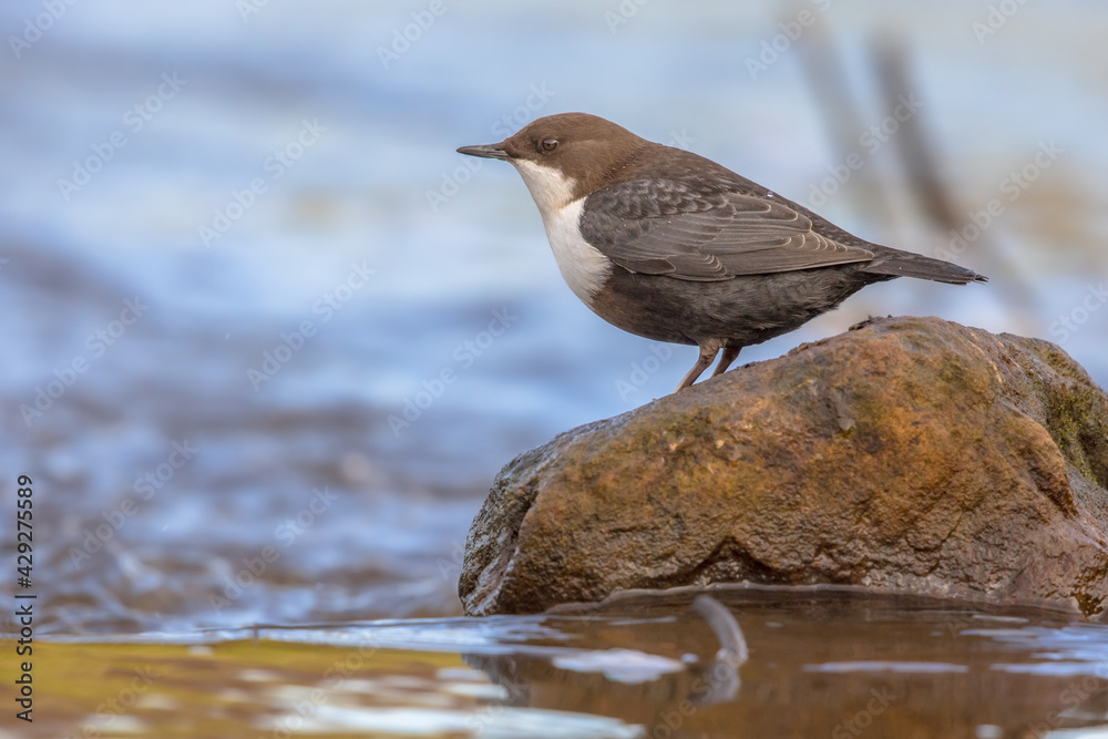 White throated dipper foraging in streaming water White throated dipper foraging in streaming water