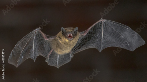 Shouting Pipistrelle bat in flight