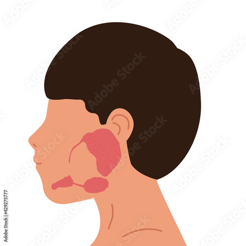 Person and salivary glands, parotid, submandibular and sublingual glands. Medical vector illustration. photo