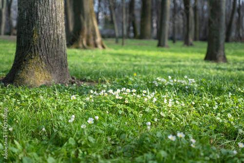 Snowdrops spring flowers. It blooms beautifully in the grass at sunset. A delicate snowdrop is one of the symbols of spring.