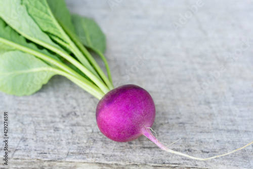 Fresh purple plum radish on rustic brand wood. Healthy organic food from domestic garden. Photo with copy space