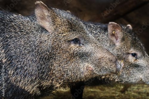 Collared Peccary photographed from close up.