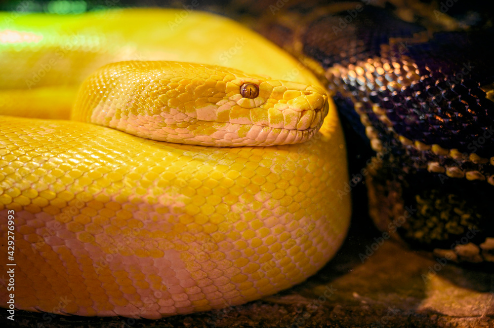 Fototapeta premium Python molurus - tiger albino python in detail.