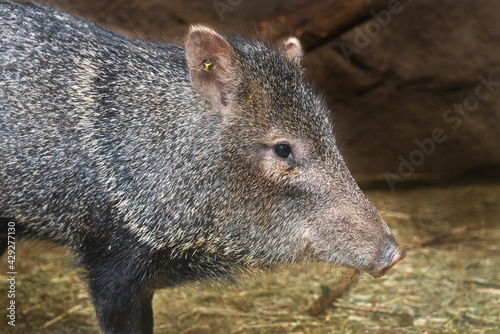 Collared Peccary photographed from close up.