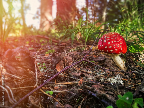 Small fly agaric in the forest in hot summer